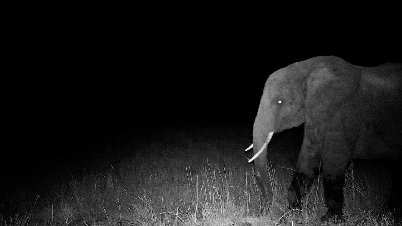 nightvision footage of an elephant